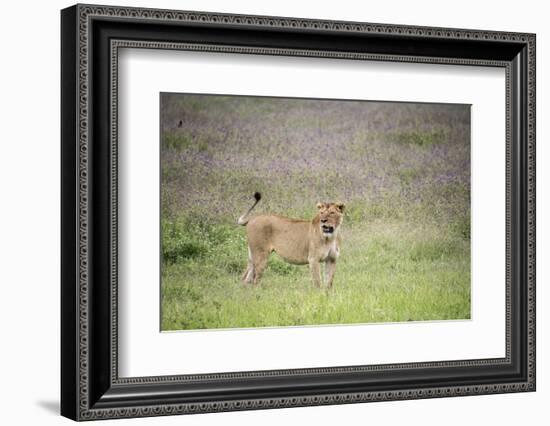 Africa, Tanzania. Lioness in flowery grass.-Jaynes Gallery-Framed Photographic Print