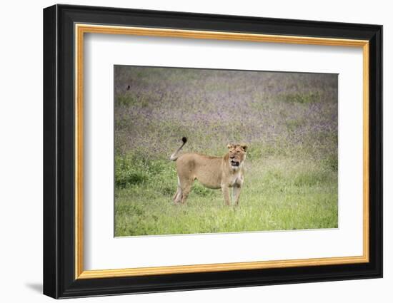 Africa, Tanzania. Lioness in flowery grass.-Jaynes Gallery-Framed Photographic Print