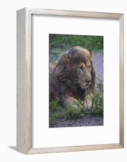 Africa. Tanzania. Male African Lion after a rainstorm at Ndutu, Serengeti National Park.-Ralph H. Bendjebar-Framed Photographic Print