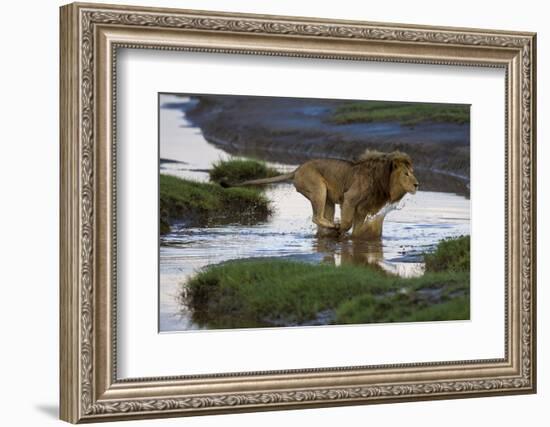 Africa. Tanzania. Male African Lion at Ndutu, Serengeti National Park.-Ralph H. Bendjebar-Framed Photographic Print