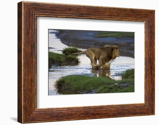 Africa. Tanzania. Male African Lion at Ndutu, Serengeti National Park.-Ralph H. Bendjebar-Framed Photographic Print