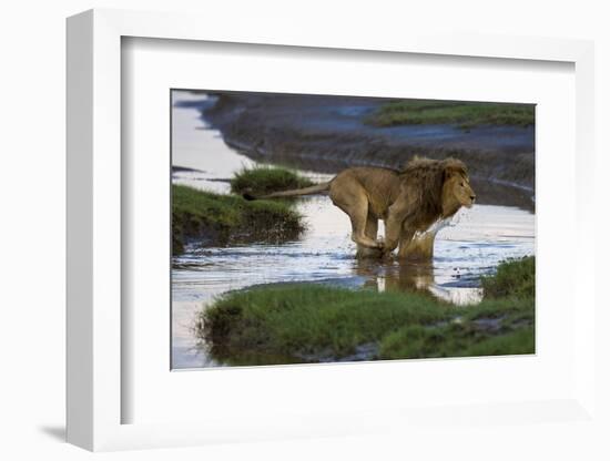 Africa. Tanzania. Male African Lion at Ndutu, Serengeti National Park.-Ralph H. Bendjebar-Framed Photographic Print