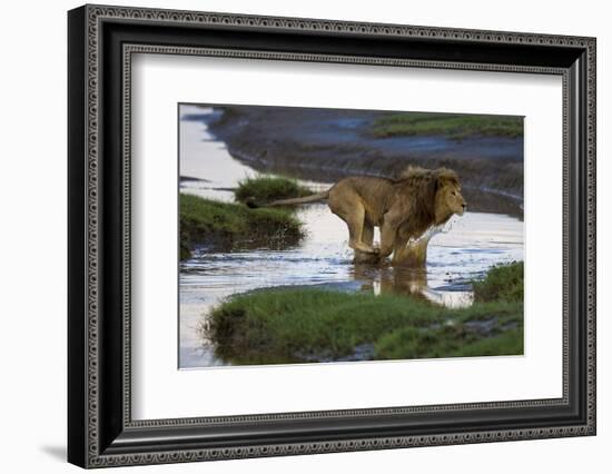 Africa. Tanzania. Male African Lion at Ndutu, Serengeti National Park.-Ralph H. Bendjebar-Framed Photographic Print