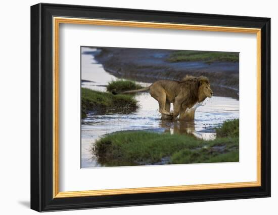 Africa. Tanzania. Male African Lion at Ndutu, Serengeti National Park.-Ralph H. Bendjebar-Framed Photographic Print