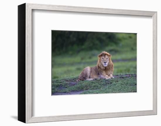 Africa. Tanzania. Male African Lion at Ndutu, Serengeti National Park.-Ralph H. Bendjebar-Framed Photographic Print