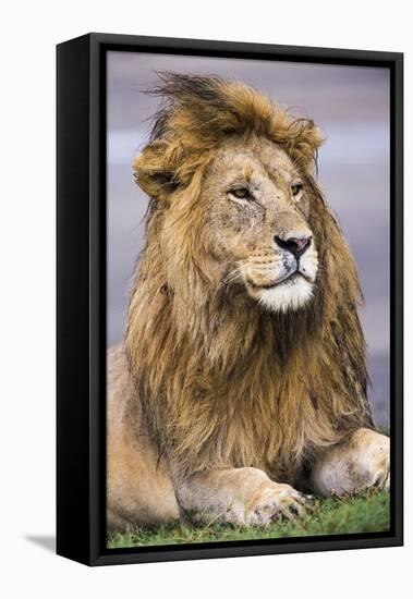 Africa. Tanzania. Male African Lion at Ndutu, Serengeti National Park.-Ralph H. Bendjebar-Framed Premier Image Canvas