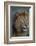 Africa. Tanzania. Male African Lion at Ndutu, Serengeti National Park.-Ralph H. Bendjebar-Framed Photographic Print