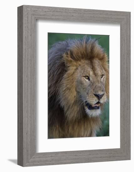 Africa. Tanzania. Male African Lion at Ndutu, Serengeti National Park.-Ralph H. Bendjebar-Framed Photographic Print