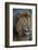 Africa. Tanzania. Male African Lion at Ndutu, Serengeti National Park.-Ralph H. Bendjebar-Framed Photographic Print