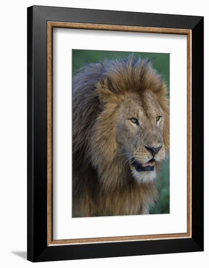 Africa. Tanzania. Male African Lion at Ndutu, Serengeti National Park.-Ralph H. Bendjebar-Framed Photographic Print