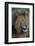 Africa. Tanzania. Male African Lion at Ndutu, Serengeti National Park.-Ralph H. Bendjebar-Framed Photographic Print