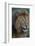 Africa. Tanzania. Male African Lion at Ndutu, Serengeti National Park.-Ralph H. Bendjebar-Framed Photographic Print