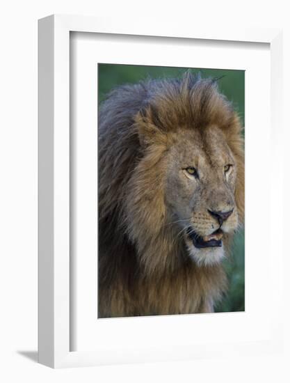 Africa. Tanzania. Male African Lion at Ndutu, Serengeti National Park.-Ralph H. Bendjebar-Framed Photographic Print