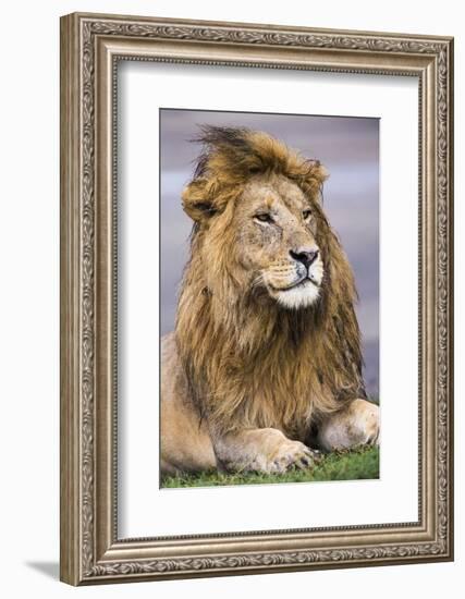 Africa. Tanzania. Male African Lion at Ndutu, Serengeti National Park.-Ralph H. Bendjebar-Framed Photographic Print