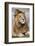 Africa. Tanzania. Male African Lion at Ndutu, Serengeti National Park.-Ralph H. Bendjebar-Framed Photographic Print