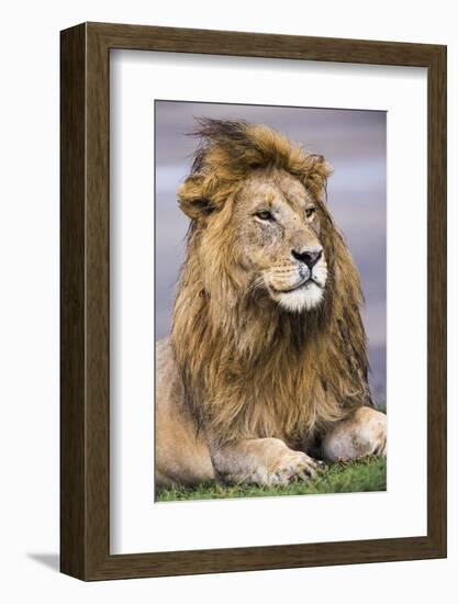 Africa. Tanzania. Male African Lion at Ndutu, Serengeti National Park.-Ralph H. Bendjebar-Framed Photographic Print