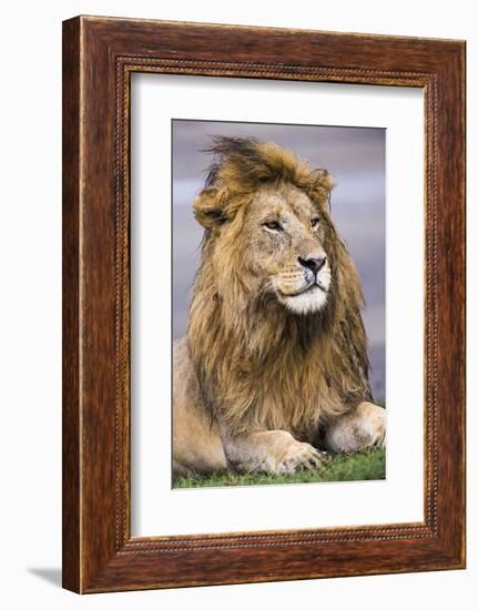 Africa. Tanzania. Male African Lion at Ndutu, Serengeti National Park.-Ralph H. Bendjebar-Framed Photographic Print