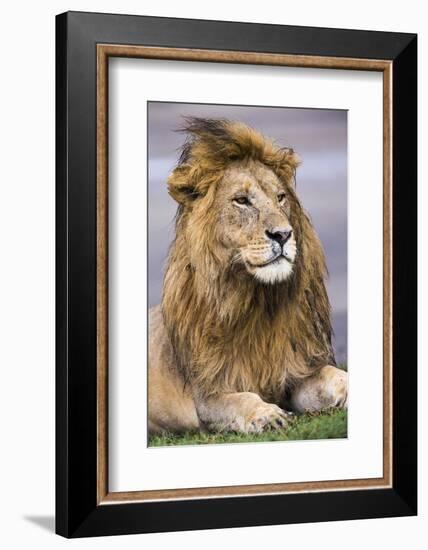 Africa. Tanzania. Male African Lion at Ndutu, Serengeti National Park.-Ralph H. Bendjebar-Framed Photographic Print