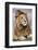 Africa. Tanzania. Male African Lion at Ndutu, Serengeti National Park.-Ralph H. Bendjebar-Framed Photographic Print