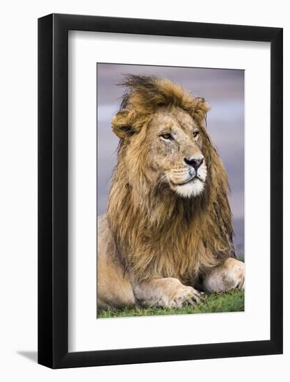 Africa. Tanzania. Male African Lion at Ndutu, Serengeti National Park.-Ralph H. Bendjebar-Framed Photographic Print