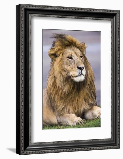 Africa. Tanzania. Male African Lion at Ndutu, Serengeti National Park.-Ralph H. Bendjebar-Framed Photographic Print