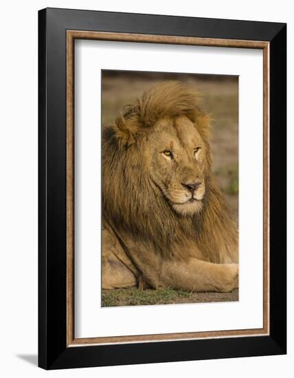 Africa. Tanzania. Male African Lion at Ndutu, Serengeti National Park.-Ralph H^ Bendjebar-Framed Photographic Print