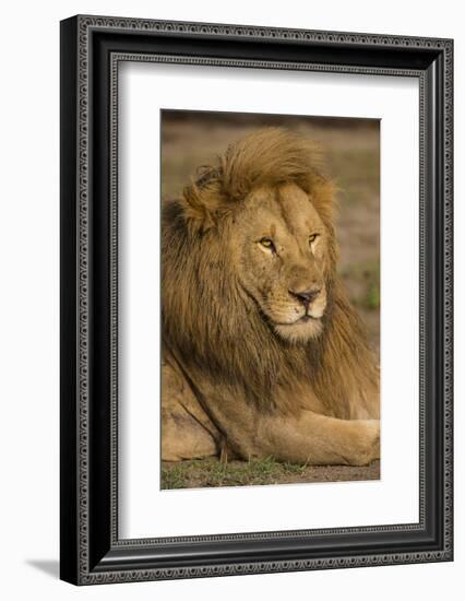 Africa. Tanzania. Male African Lion at Ndutu, Serengeti National Park.-Ralph H^ Bendjebar-Framed Photographic Print