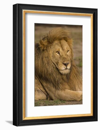 Africa. Tanzania. Male African Lion at Ndutu, Serengeti National Park.-Ralph H^ Bendjebar-Framed Photographic Print