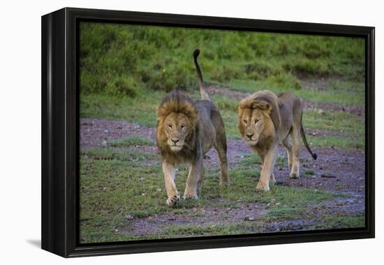 Africa. Tanzania. Male African lions at Ndutu, Serengeti National Park.-Ralph H. Bendjebar-Framed Premier Image Canvas