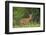 Africa. Tanzania. Male Impala Serengeti National Park.-Ralph H. Bendjebar-Framed Photographic Print