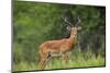 Africa. Tanzania. Male Impala Serengeti National Park.-Ralph H. Bendjebar-Mounted Photographic Print