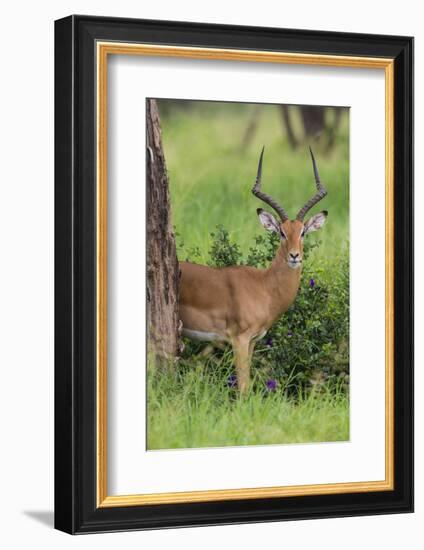 Africa. Tanzania. Male Impala Serengeti National Park.-Ralph H. Bendjebar-Framed Photographic Print