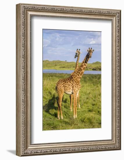 Africa. Tanzania. Masai giraffes at Arusha National Park.-Ralph H^ Bendjebar-Framed Photographic Print