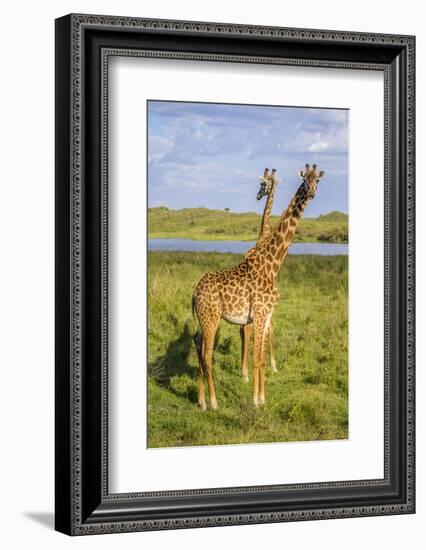 Africa. Tanzania. Masai giraffes at Arusha National Park.-Ralph H^ Bendjebar-Framed Photographic Print