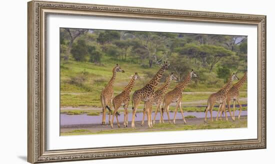 Africa. Tanzania. Masai giraffes at Ndutu, Serengeti National Park.-Ralph H. Bendjebar-Framed Photographic Print