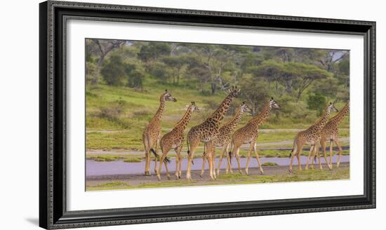 Africa. Tanzania. Masai giraffes at Ndutu, Serengeti National Park.-Ralph H. Bendjebar-Framed Photographic Print