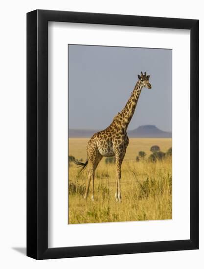 Africa. Tanzania. Masai giraffes at Serengeti National Park.-Ralph H. Bendjebar-Framed Photographic Print