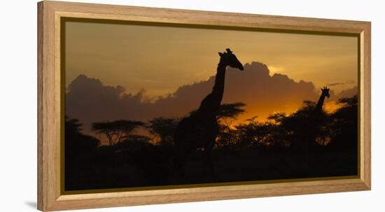 Africa. Tanzania. Masai giraffes at sunset at Ndutu, Serengeti National Park.-Ralph H. Bendjebar-Framed Premier Image Canvas