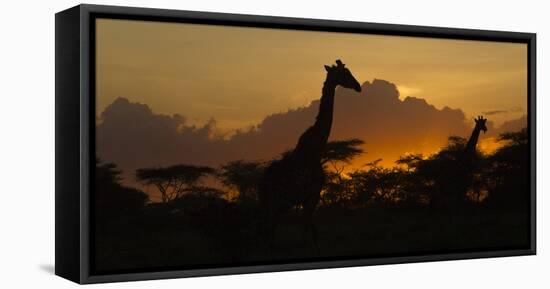 Africa. Tanzania. Masai giraffes at sunset at Ndutu, Serengeti National Park.-Ralph H. Bendjebar-Framed Premier Image Canvas