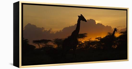 Africa. Tanzania. Masai giraffes at sunset at Ndutu, Serengeti National Park.-Ralph H. Bendjebar-Framed Premier Image Canvas