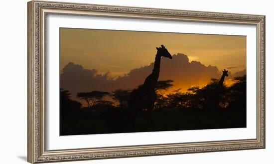 Africa. Tanzania. Masai giraffes at sunset at Ndutu, Serengeti National Park.-Ralph H. Bendjebar-Framed Photographic Print