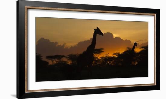 Africa. Tanzania. Masai giraffes at sunset at Ndutu, Serengeti National Park.-Ralph H. Bendjebar-Framed Photographic Print