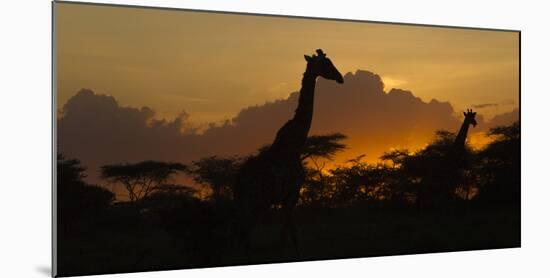 Africa. Tanzania. Masai giraffes at sunset at Ndutu, Serengeti National Park.-Ralph H. Bendjebar-Mounted Photographic Print