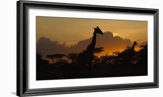 Africa. Tanzania. Masai giraffes at sunset at Ndutu, Serengeti National Park.-Ralph H. Bendjebar-Framed Photographic Print