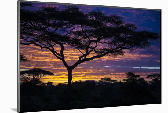 Africa. Tanzania. Morning sunrise at Ndutu, Serengeti National Park.-Ralph H. Bendjebar-Mounted Photographic Print