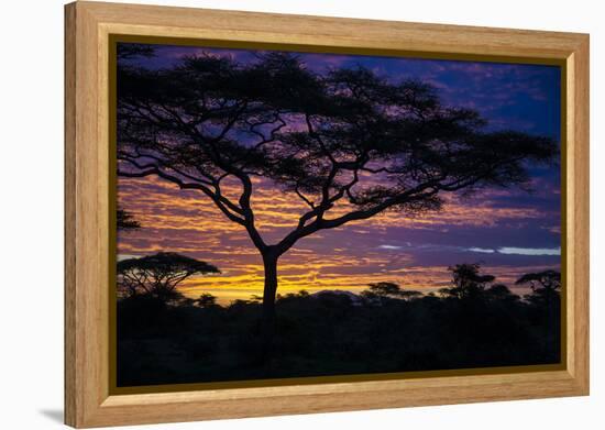 Africa. Tanzania. Morning sunrise at Ndutu, Serengeti National Park.-Ralph H. Bendjebar-Framed Premier Image Canvas