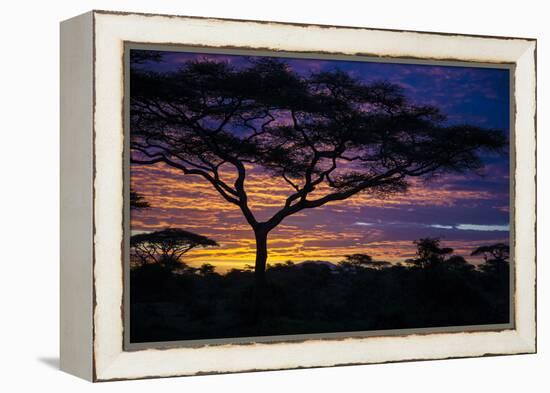 Africa. Tanzania. Morning sunrise at Ndutu, Serengeti National Park.-Ralph H. Bendjebar-Framed Premier Image Canvas
