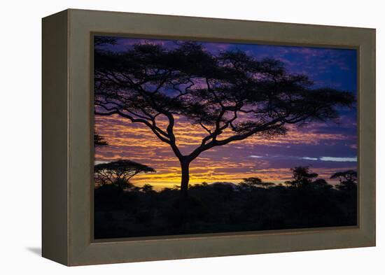 Africa. Tanzania. Morning sunrise at Ndutu, Serengeti National Park.-Ralph H. Bendjebar-Framed Premier Image Canvas