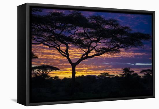 Africa. Tanzania. Morning sunrise at Ndutu, Serengeti National Park.-Ralph H. Bendjebar-Framed Premier Image Canvas