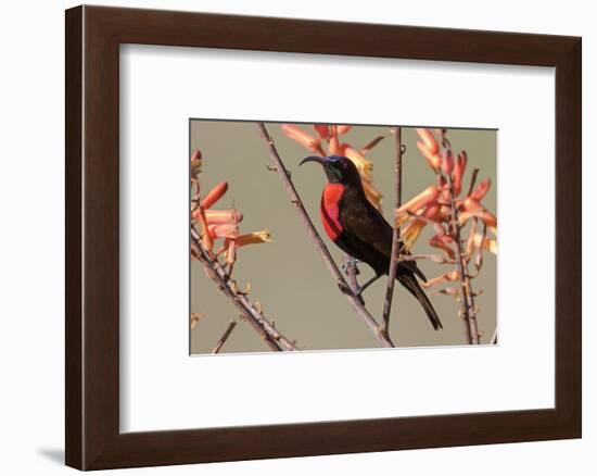 Africa, Tanzania, Ndutu. Scarlet-chested Sunbird (Chalcomitra senegalensis)-Charles Sleicher-Framed Photographic Print